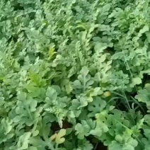衢州本地露天西瓜瓜型均匀甜度好