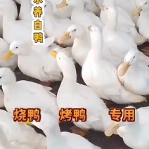 白鸭白条鸭批发现捉现杀生鲜发出保证新鲜质量