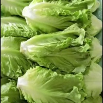 意大利生菜