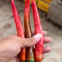 精品美人椒，品种红秀404，基地直供，量大价优！