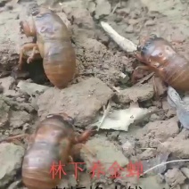 金蝉，知了猴，爬蚱，金蝉枝条，金蝉卵枝，金蝉卵