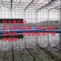 镀锌板帆布池帆布养鱼池全套圆形帆布鱼池高密度养殖池水产养