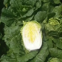 本地大白菜大量上正宗玲珑黄基地种植实力代办为您服务