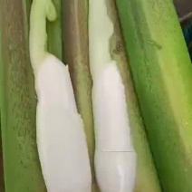 佛手瓜