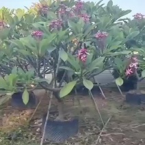 鸡蛋花铁红鸡蛋花漳州种植基地苗农低价直销批发