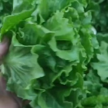 精品意大利生菜