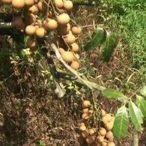 石硖龙眼