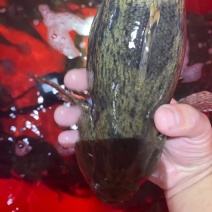 笋壳鱼沙峰鱼