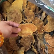 精选中大个桑黄
