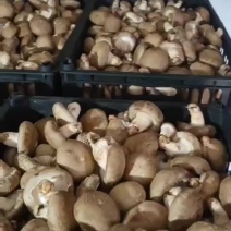 香菇