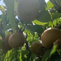 金秋梨