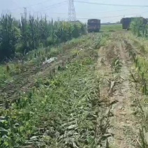 青储黄储活秆成熟秸秆