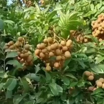 石硖龙眼果园货大量上市日稳定供应1-3万