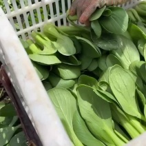 精品油菜，喜欢的老板私信联系另外有油麦菜菠菜
