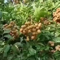 石硖龙眼大量上市