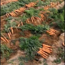 胡萝卜