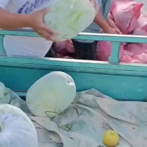 产地一串零冬瓜质量价格便宜欢迎选品！