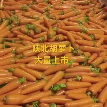 榆林靖边胡萝卜🥕大量上市中，电商，出口，