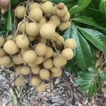 石硖龙眼