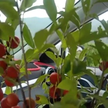钙果苗