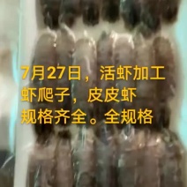 加工虾爬子皮皮虾
