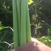甘肃定西高原夏菜质量好颜色正