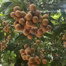 储良龙眼果园货大量上市