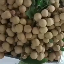石硖龙眼