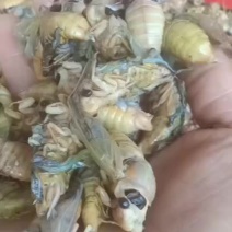 白蝉8毛钱一个