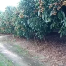 储良龙眼大量上市