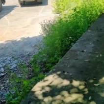广东香水柠檬树苗