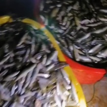 白条鱼