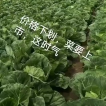 白菜甘蓝散花绿菜花土豆豆角生菜