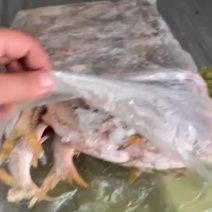 扒肚速冻黄尾鱼：有2两左右的冻在一起有7两左右的冻在一起