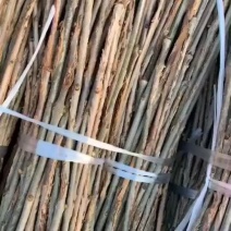 2022年新卵枝大量批发金蝉卵枝杨树卵枝白蜡卵枝