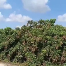 石硖龙眼