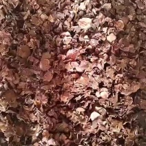野生菌