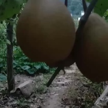 梨