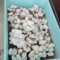 批量出售水律蛇蛋