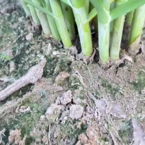 大棚，露天韭菜