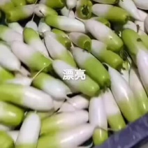 青萝卜毛货水洗都可以，提供各种规格包装，打冷等一条龙服务