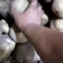 疮痂病土豆