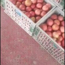 精品硬粉