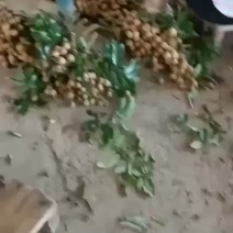 石硖龙眼