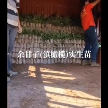 余甘果苗