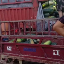 黑皮冬瓜大量共应