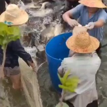 大鲤鱼水库大鲤鱼