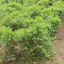 藤茶