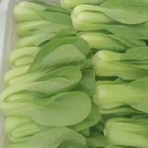 河北香河产地常年供用精品大中小颗油菜质量好价格实惠