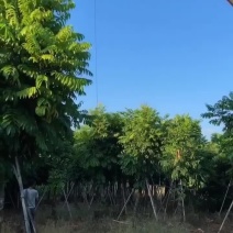 仁面子8-12-15-18分各种规格大量现货供应价钱优势